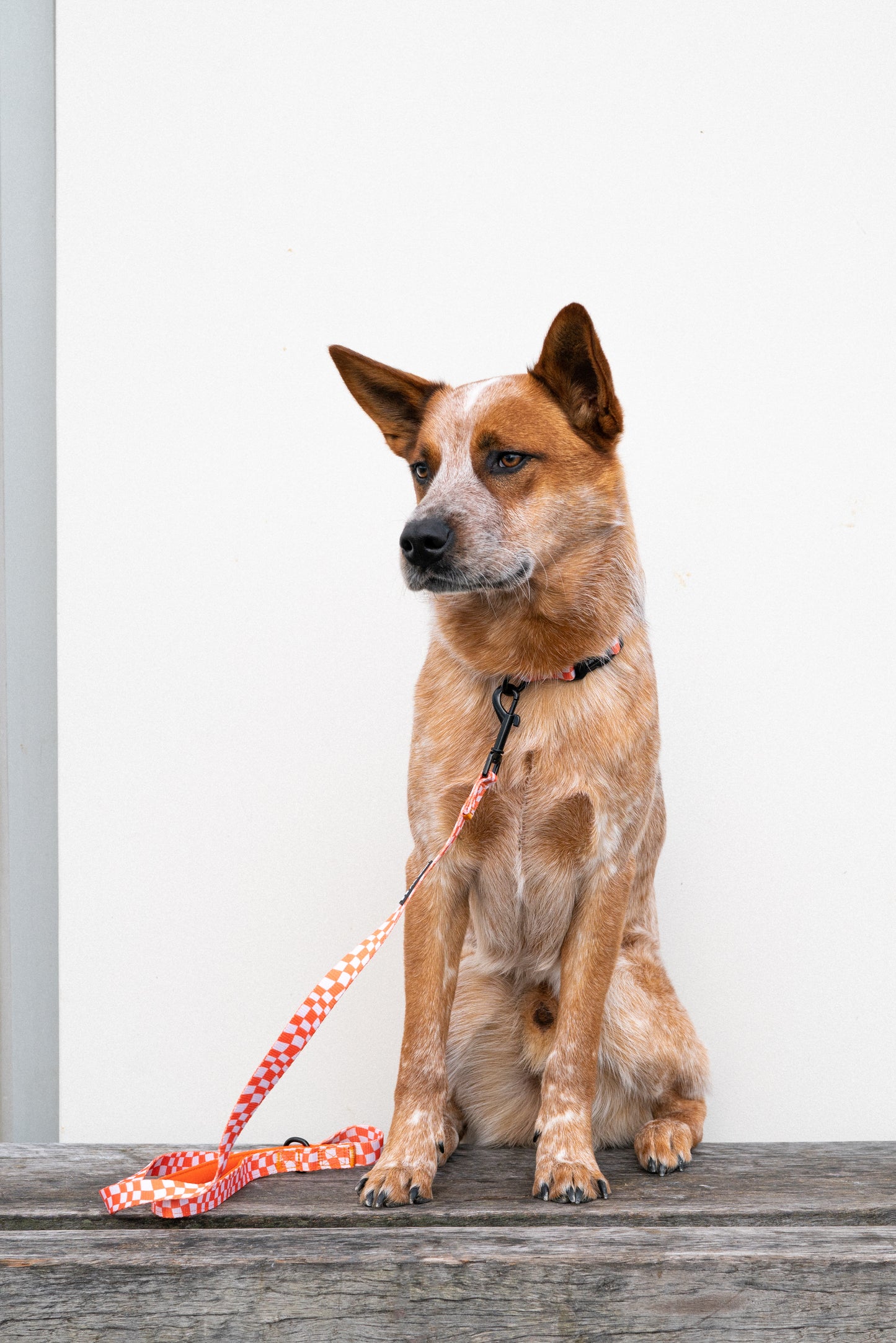 Wolves of Wellington Benji Collar