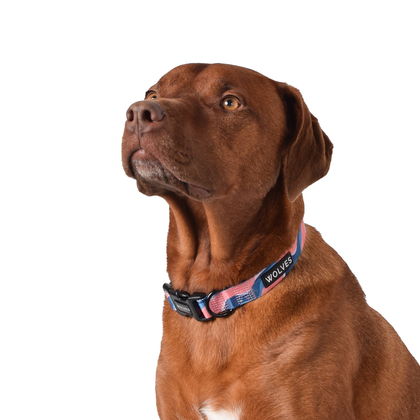 Wolves of Wellington Dusk Collar