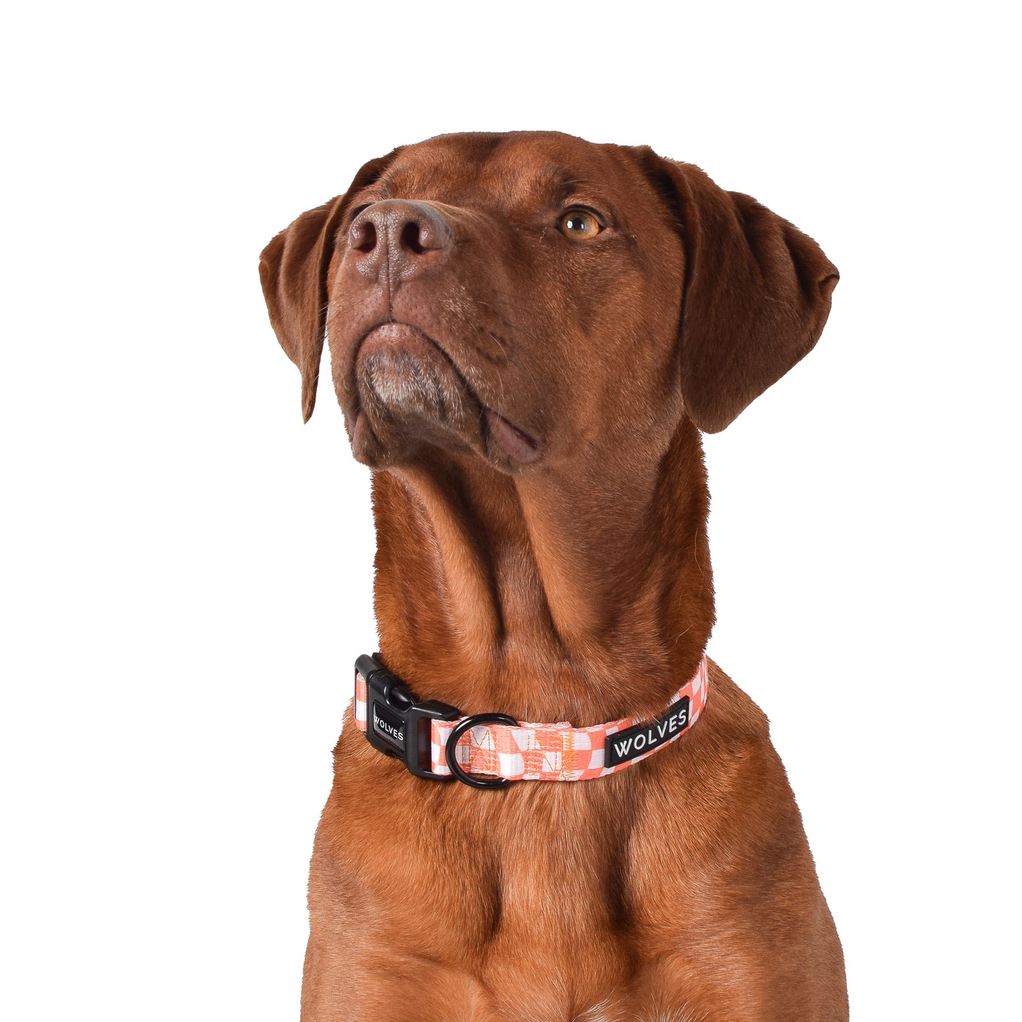 Wolves of Wellington Benji Collar