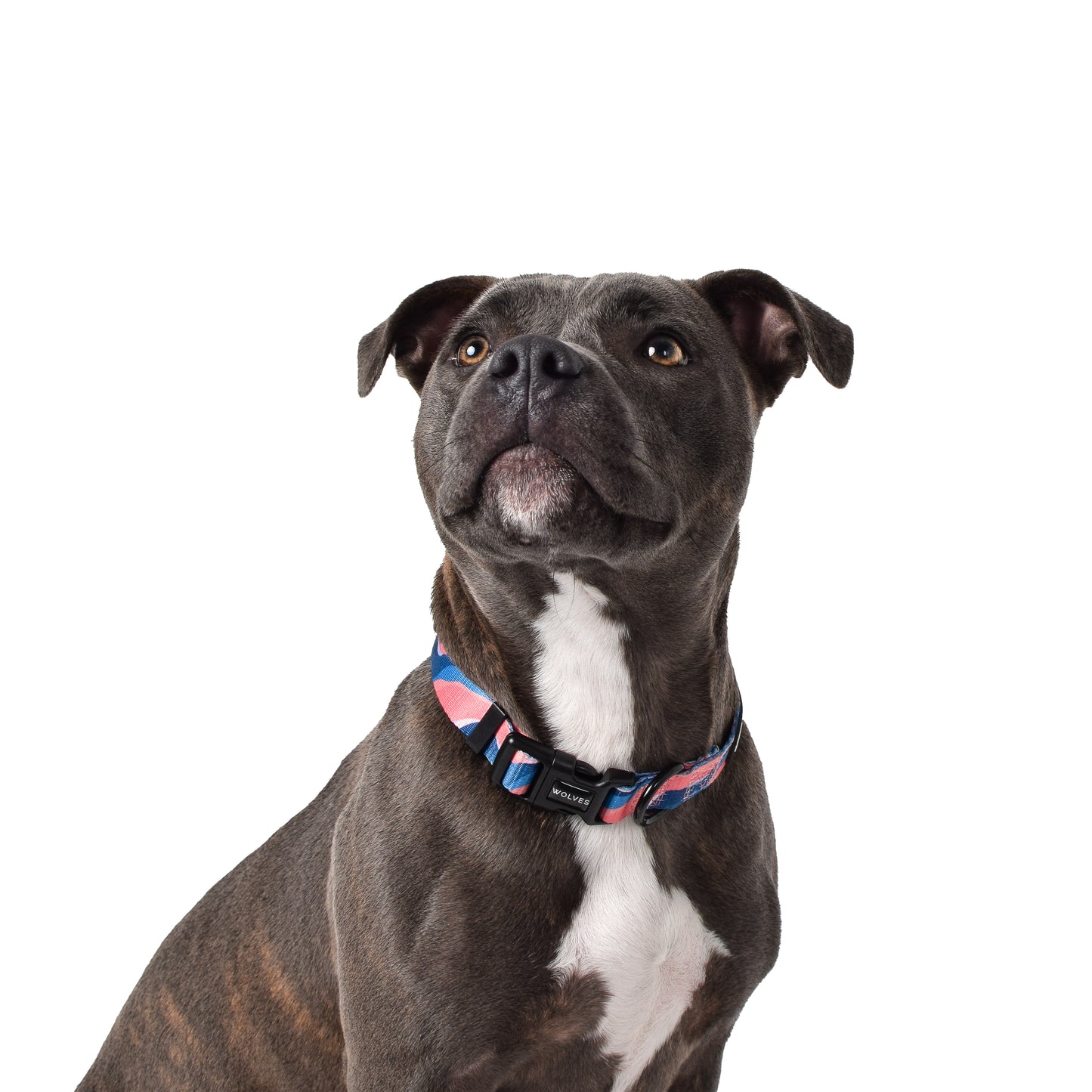 Wolves of Wellington Dusk Collar