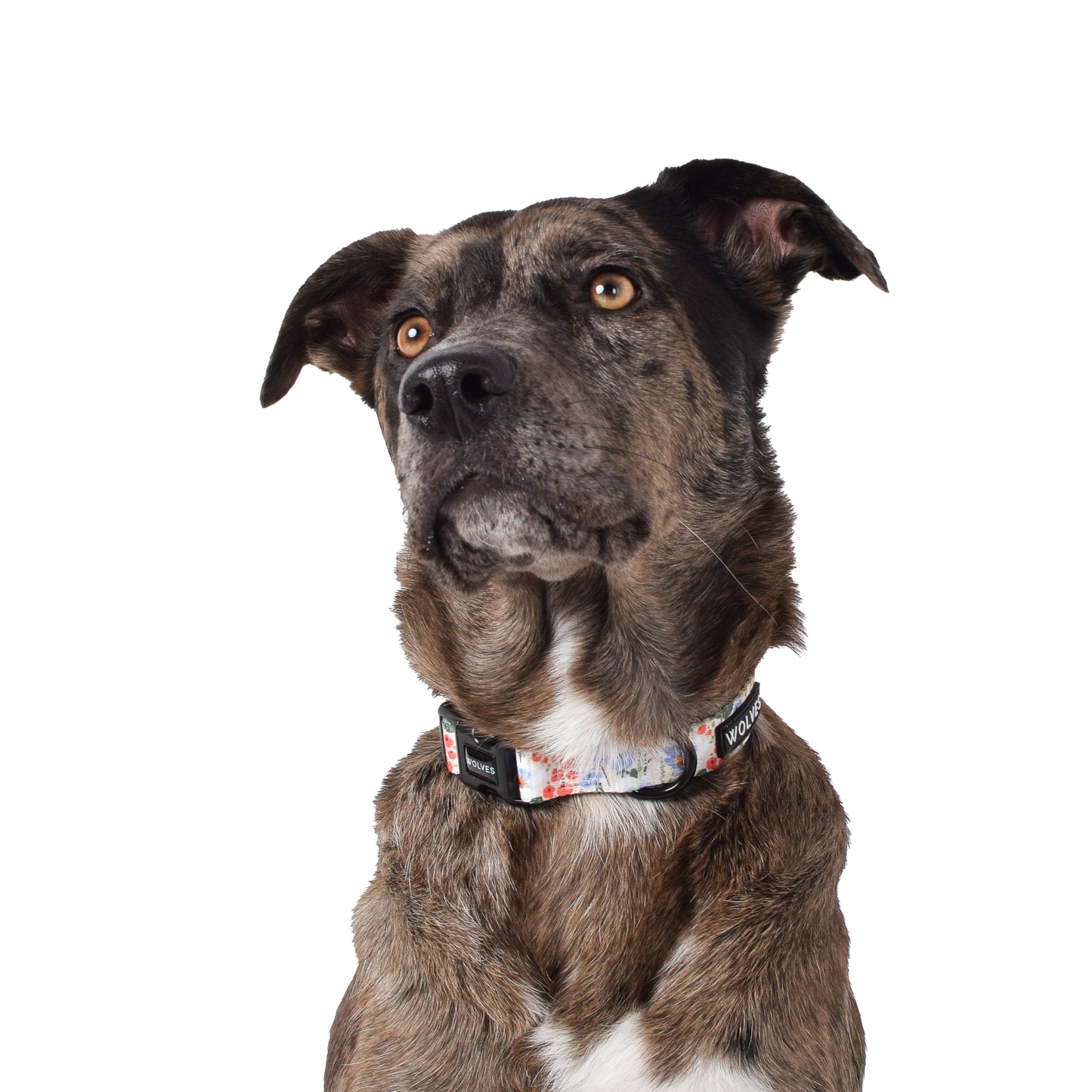 Wolves of Wellington Posy Collar