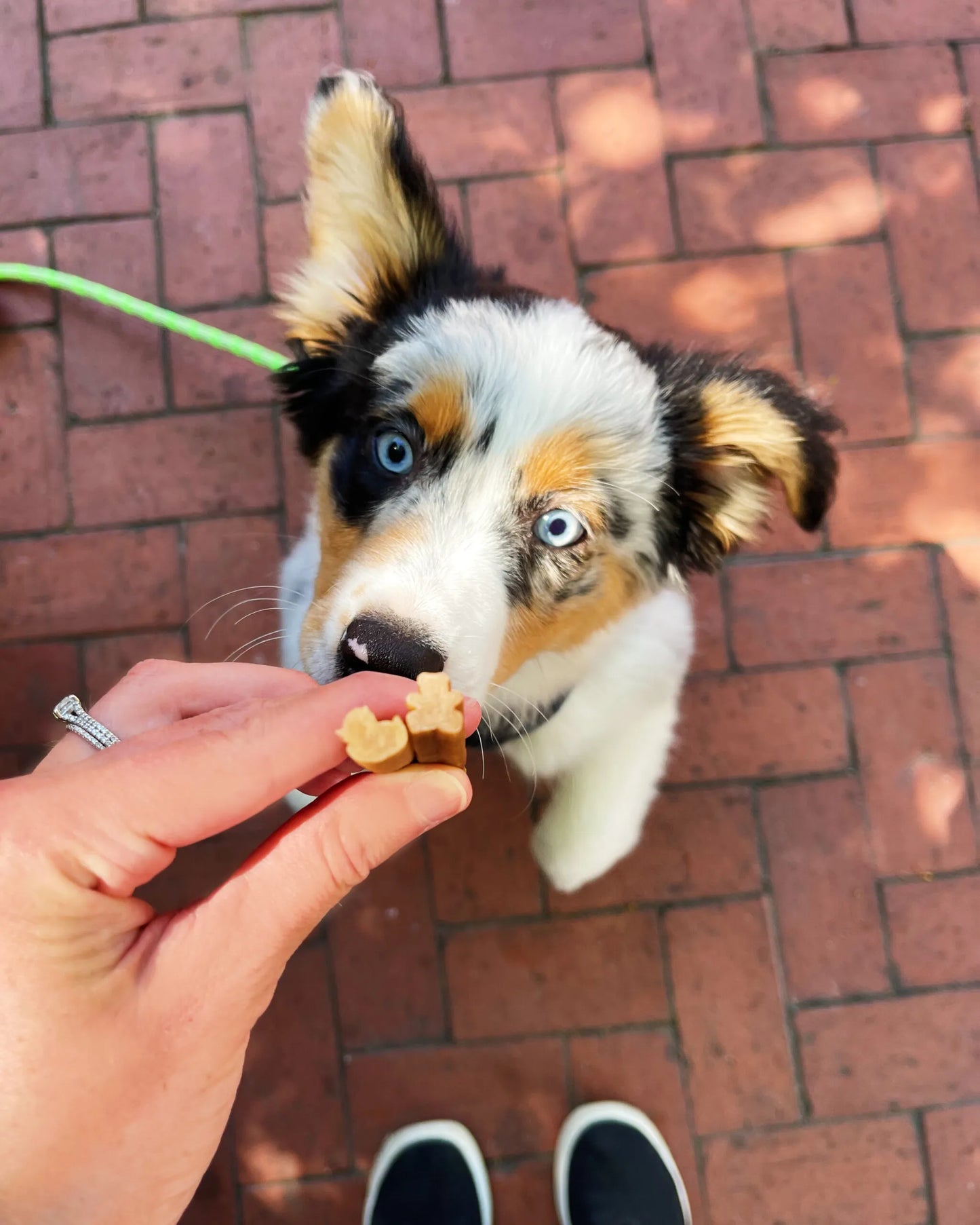 Dental chew, puppy, treat