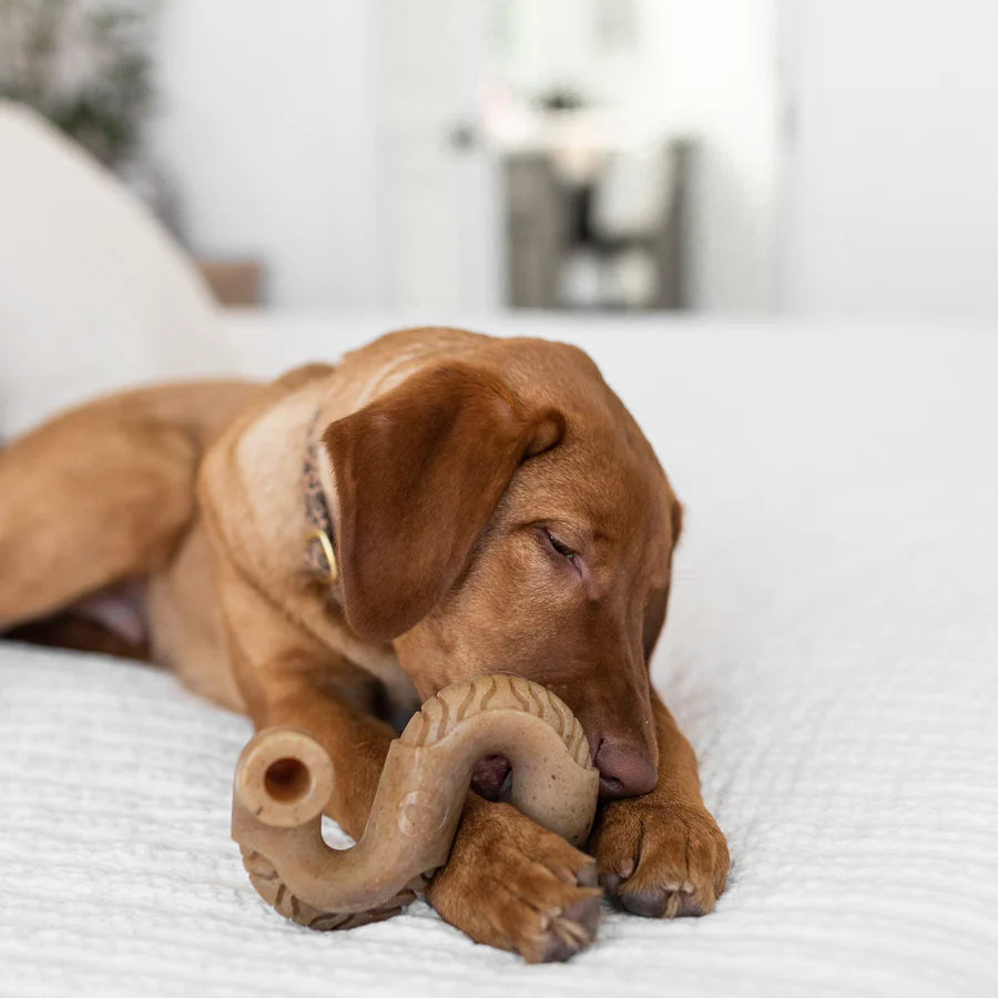 Dental chew, dog toy, durable