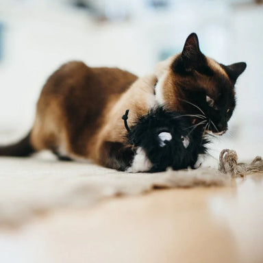 Cat toy, catnip