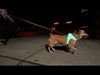 LED harness, dog
