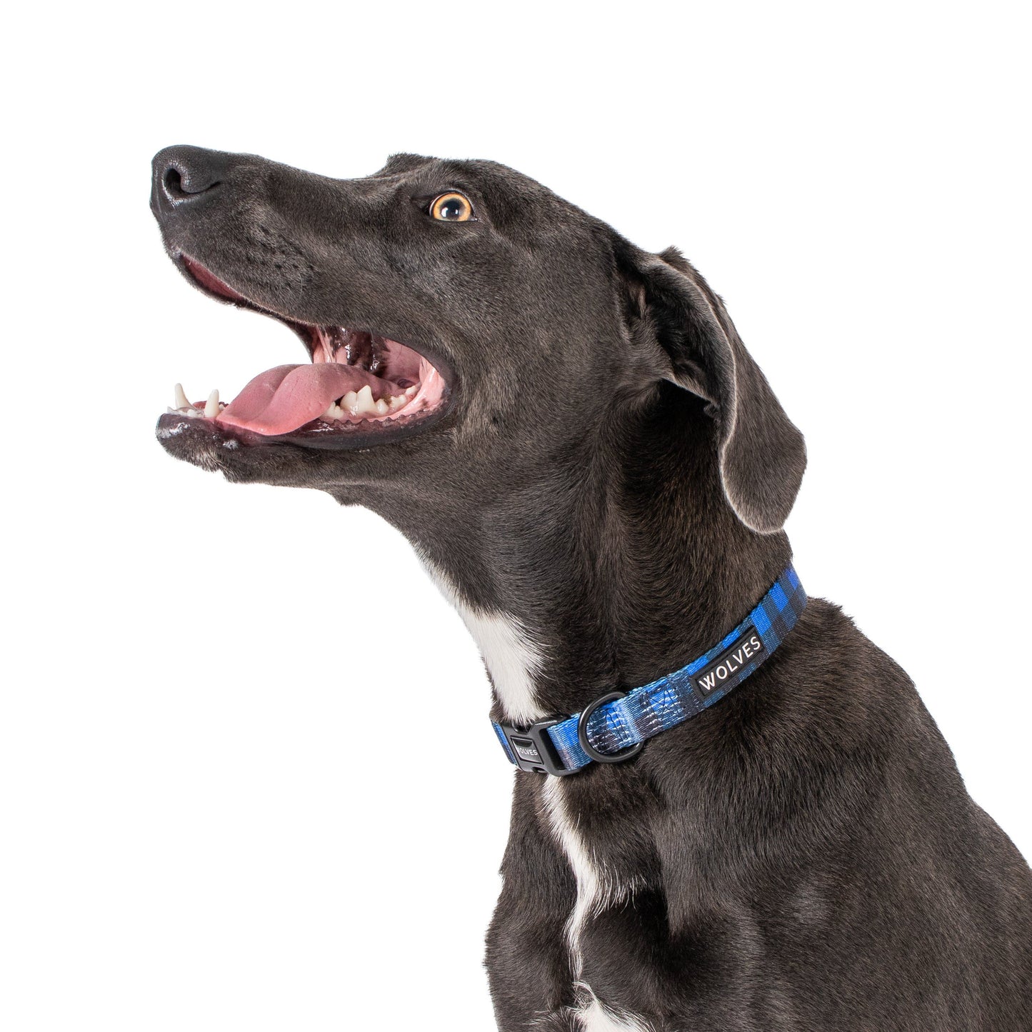 Wolves of Wellington Luey Collar