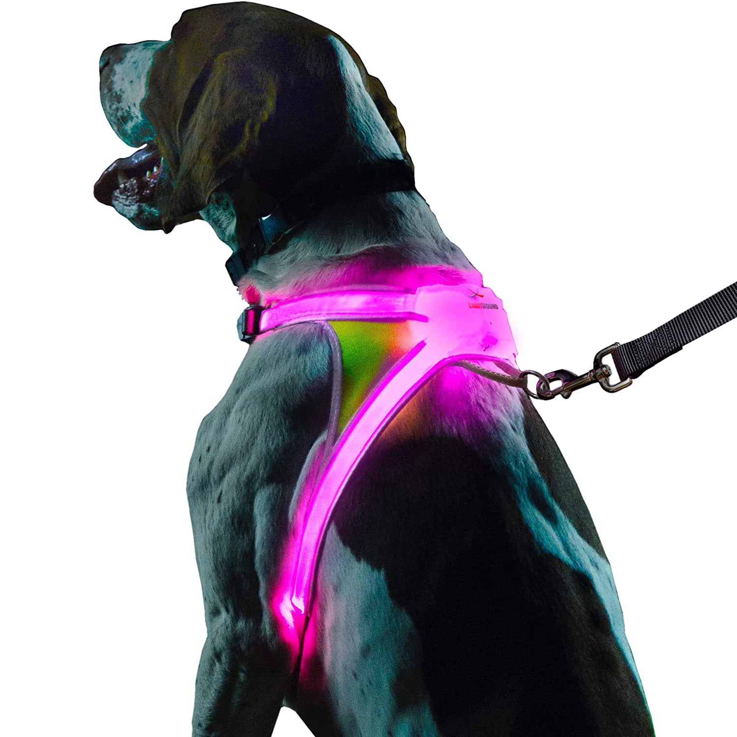 Lighthound, LED harness, dog