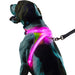Lighthound, LED harness, dog