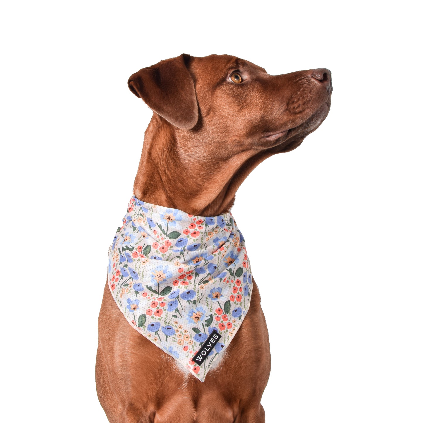 Wolves of Wellington Posy Bandana