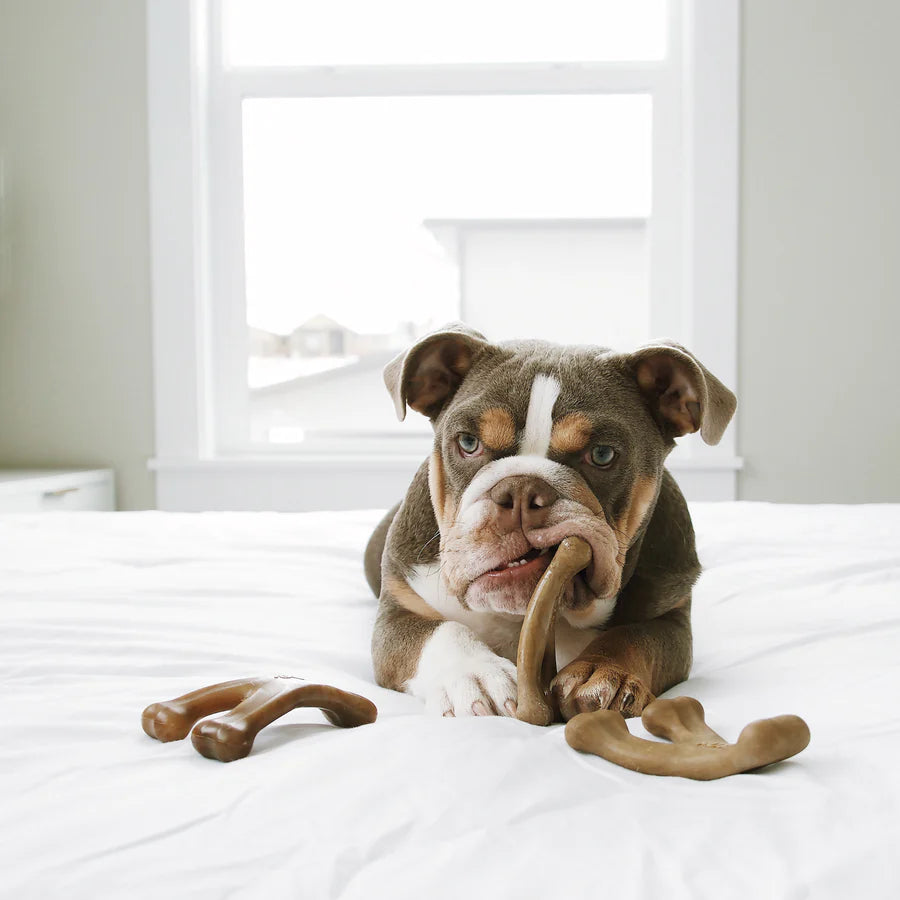 Dental chew, dog toy, durable 