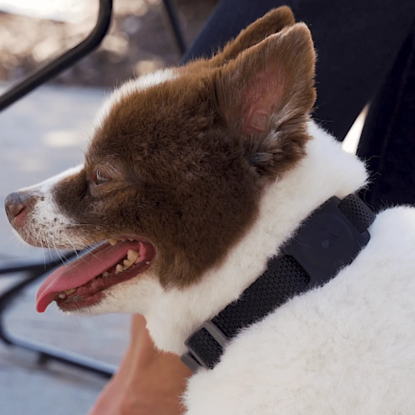 Casemate AirTag Case for Dog Collars