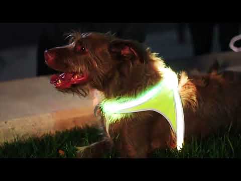 LED harness, dog