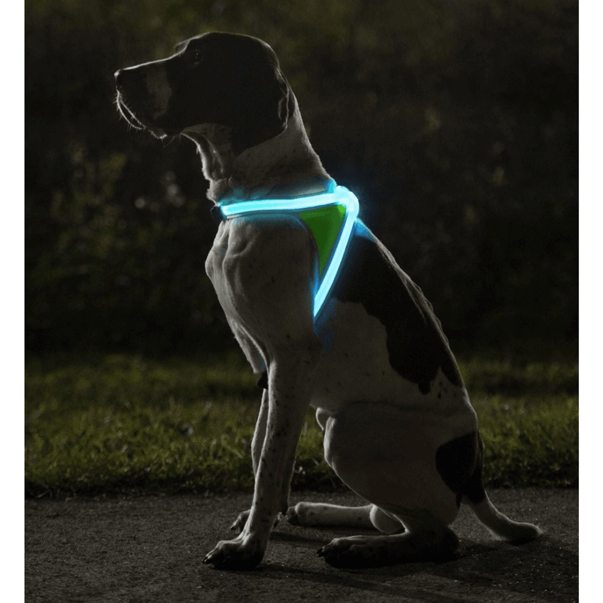 LED harness, dog