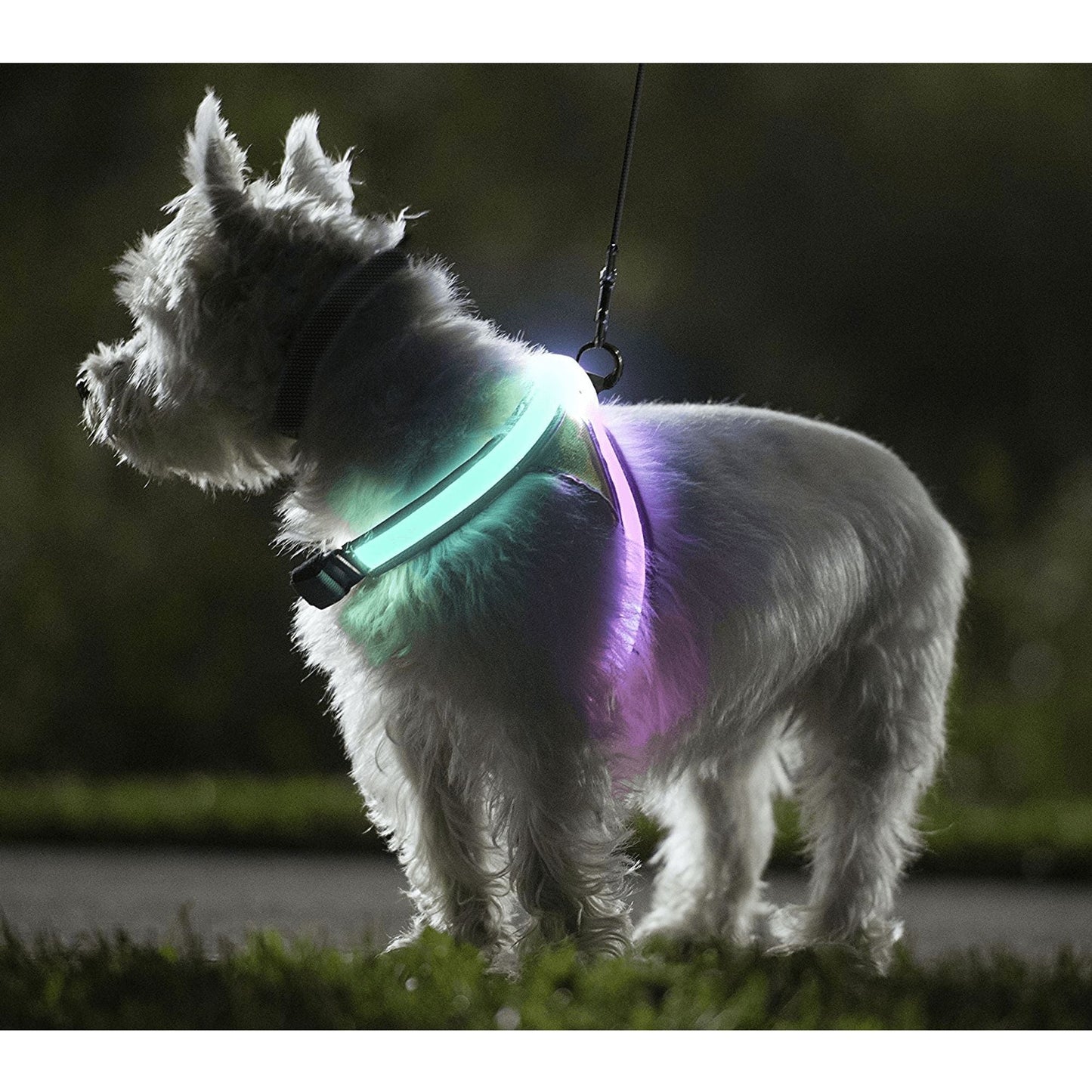 LED harness, dog