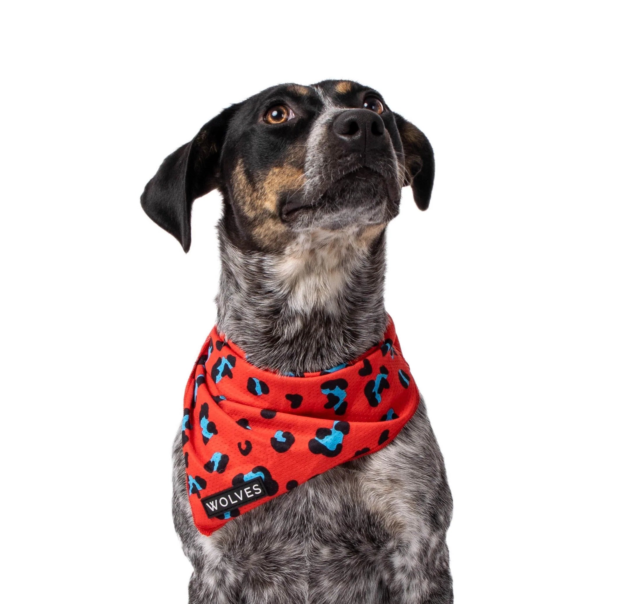 Dog bandana outlet nz